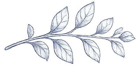tea sprig decoration a drawing of a sprig of tea