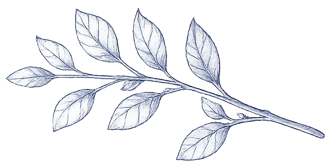 tea sprig decoration a sprig of tea