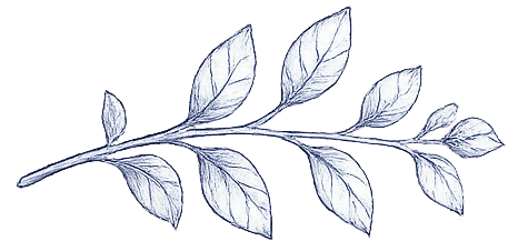tea sprig decoration a sprig of tea